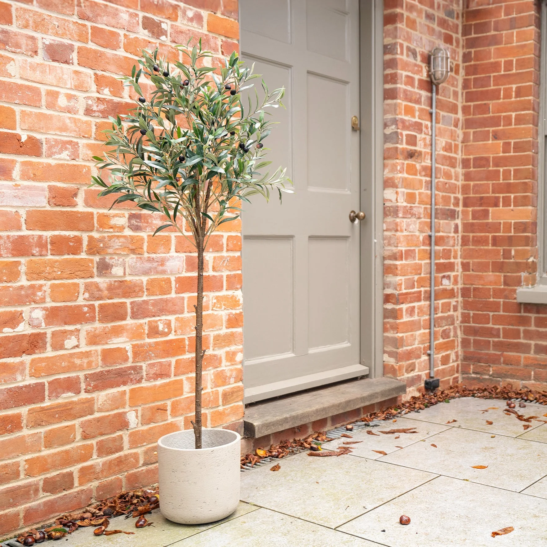 Mediterranean olive tree - Image 3