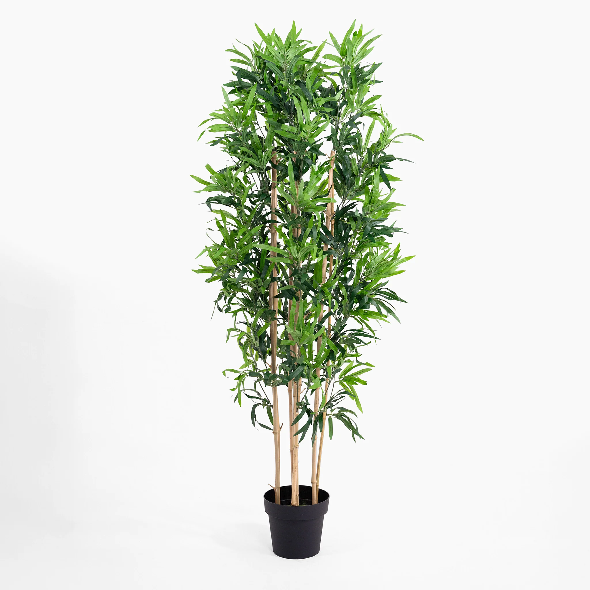 Oriental bamboo - Image 4