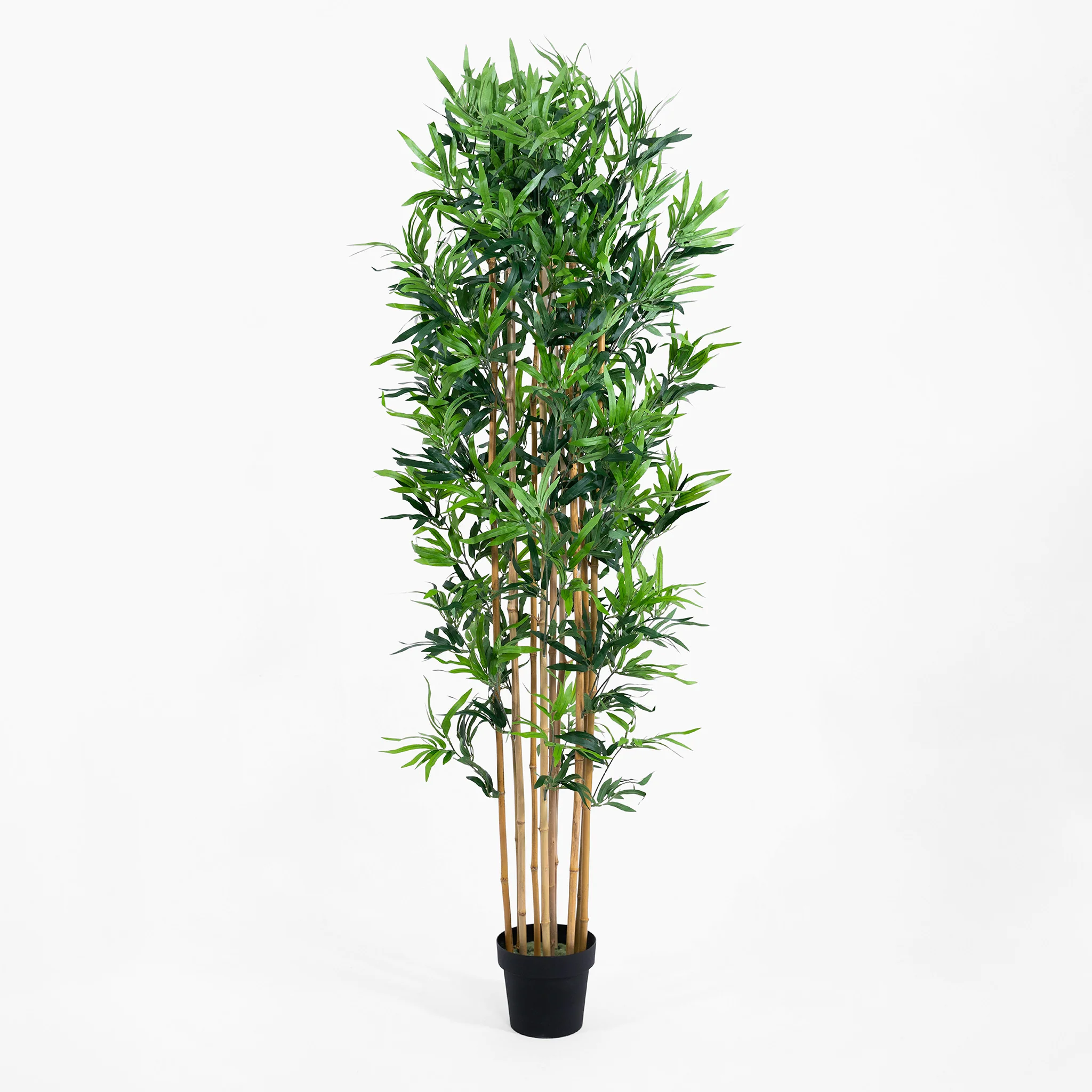 Oriental bamboo - Image 8