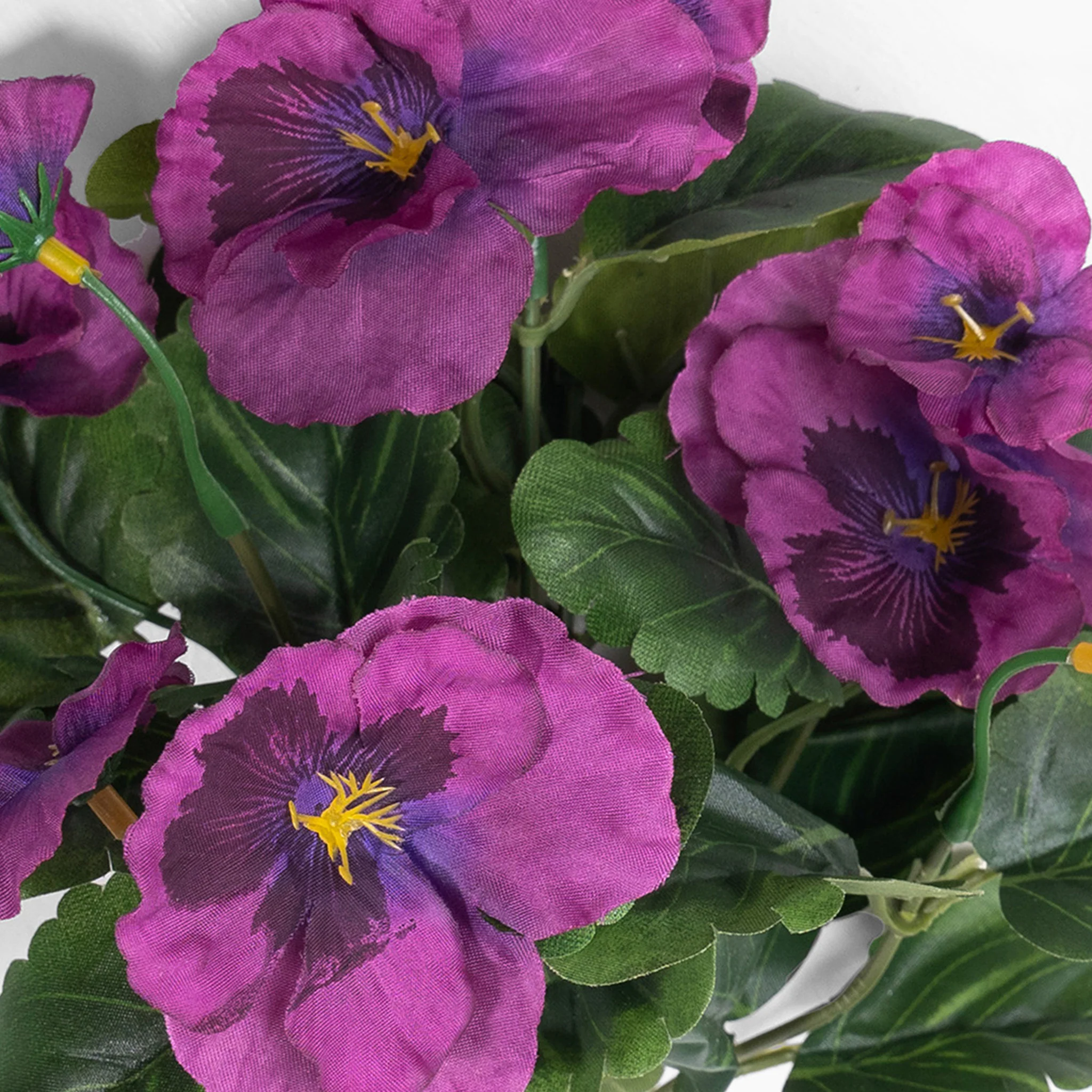 Pansy bush - Image 3