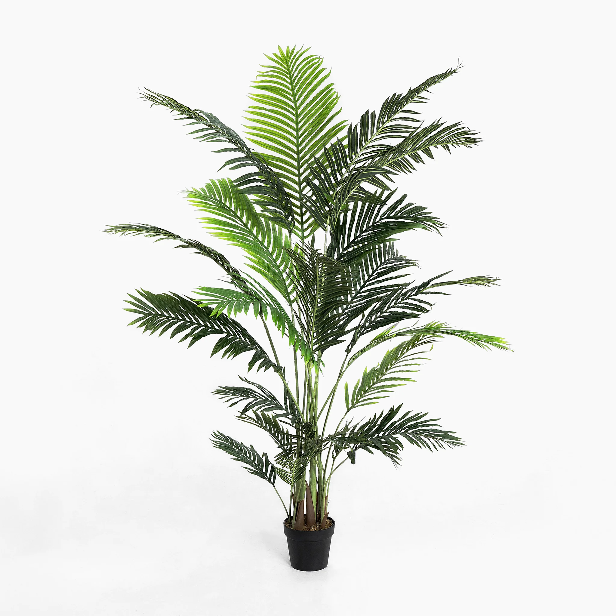 Paradise palm - Image 7