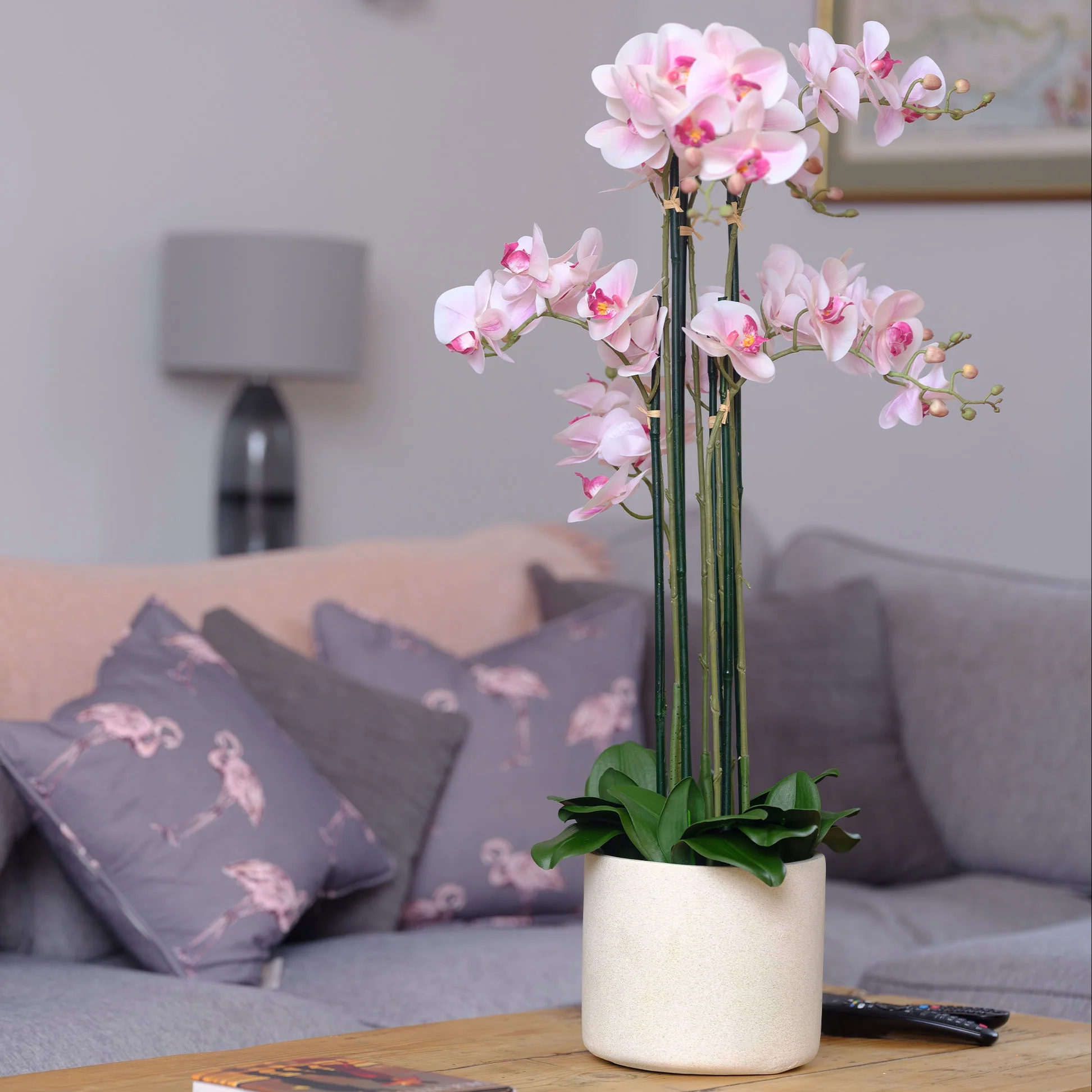 Phalaenopsis blume orchid - Image 3