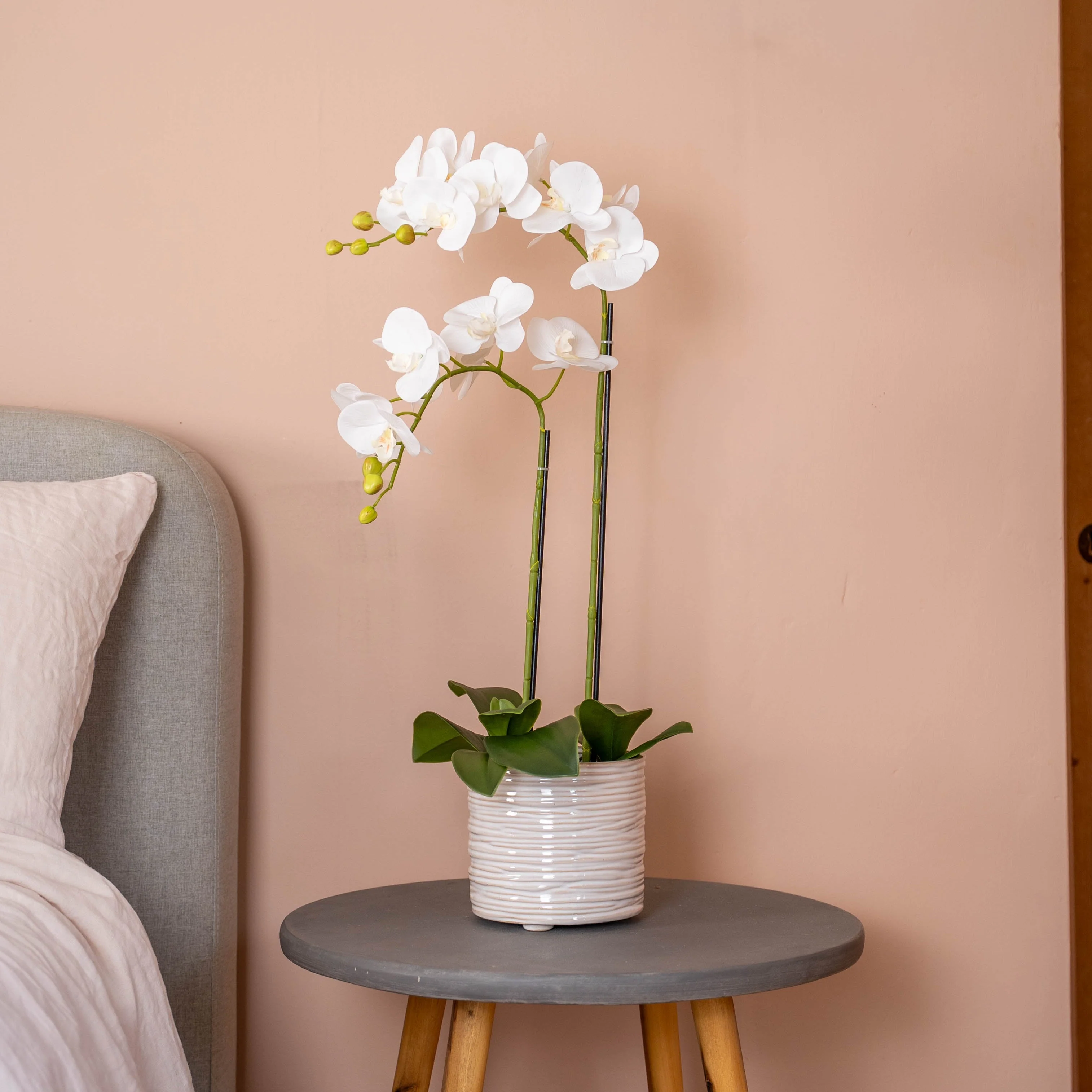 Phalaenopsis orchid - Image 6