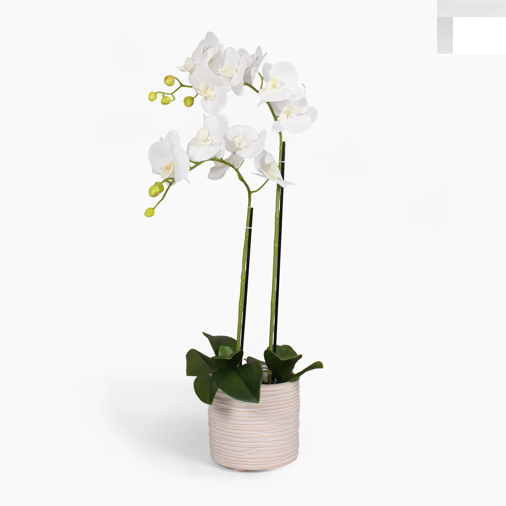 Phalaenopsis orchid - Image 7