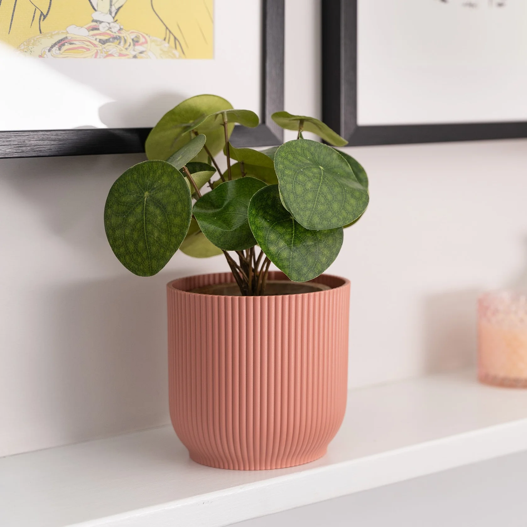 Pilea bush - Image 3