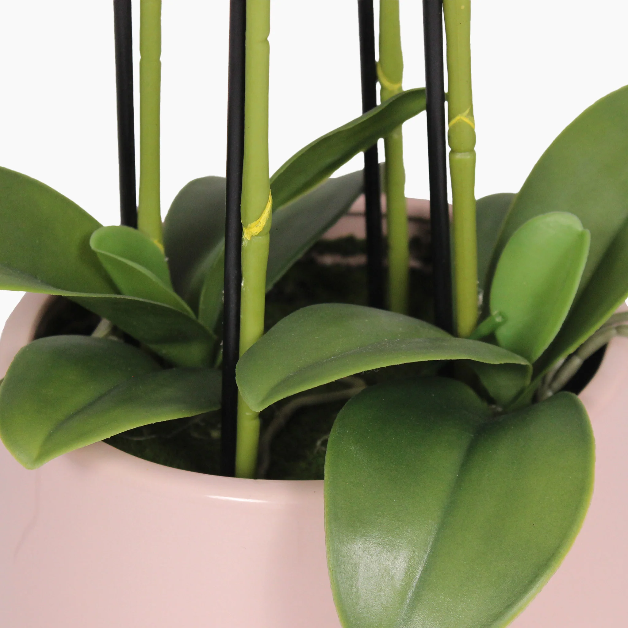 Pink veined orchid - Image 3