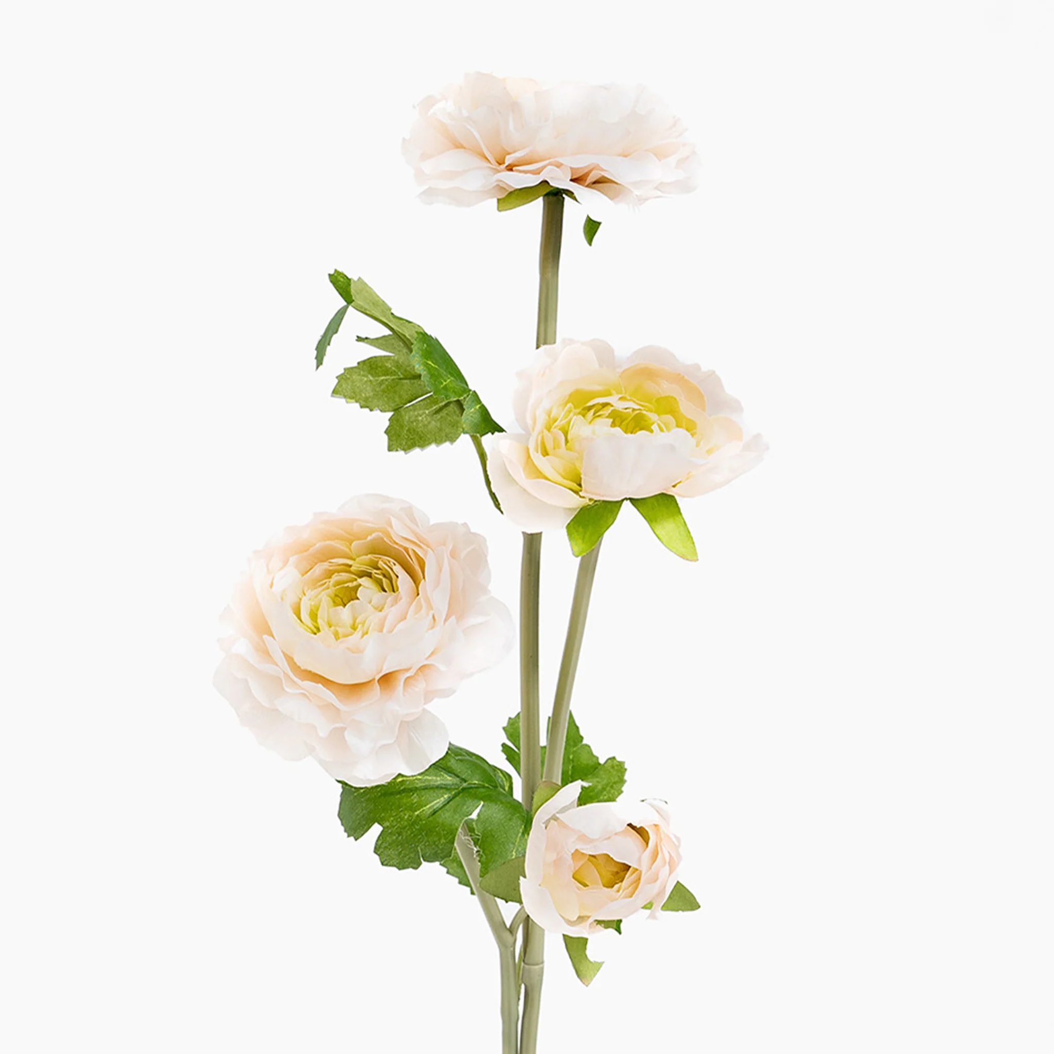 Ranunculus stem - Image 3