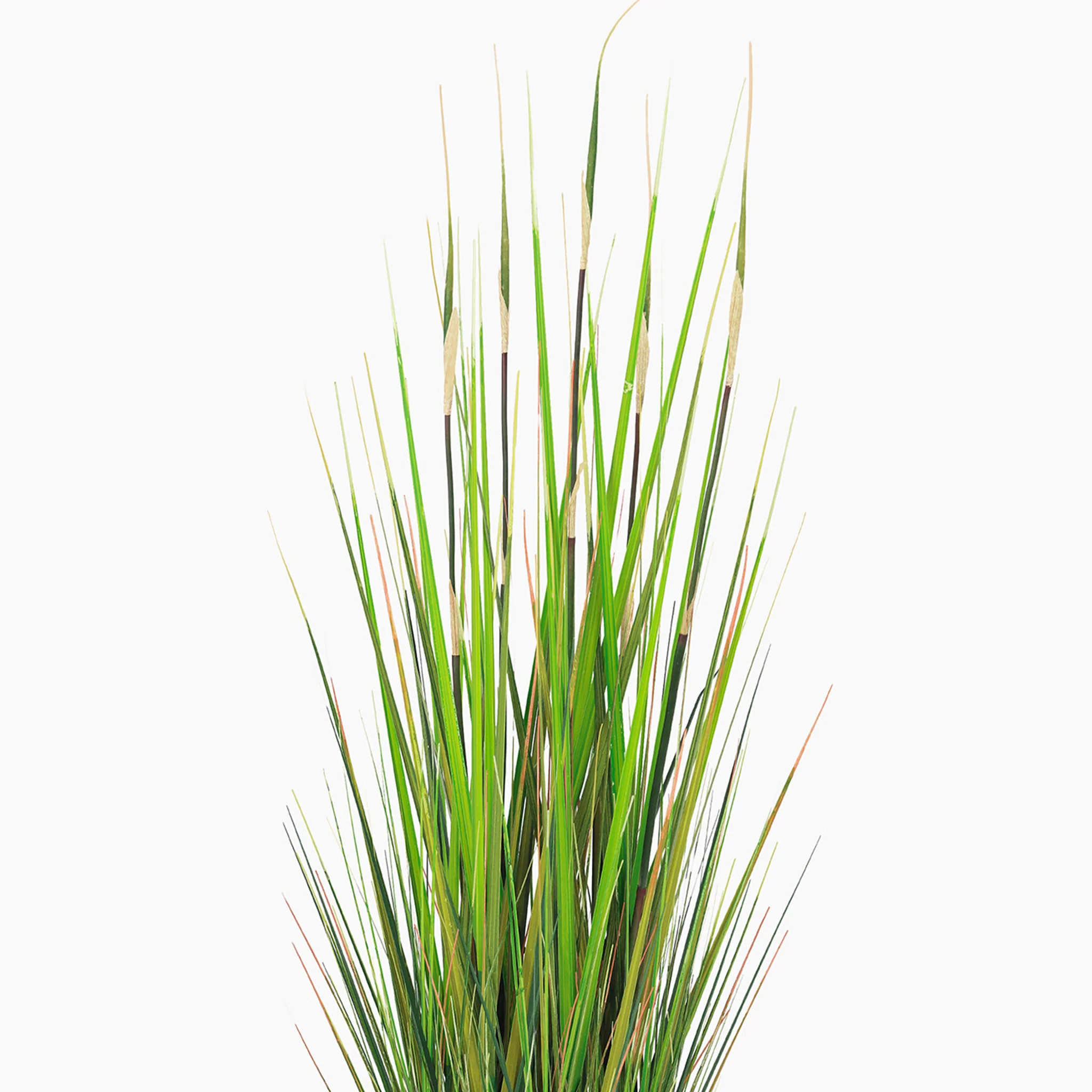 River grass - Image 4