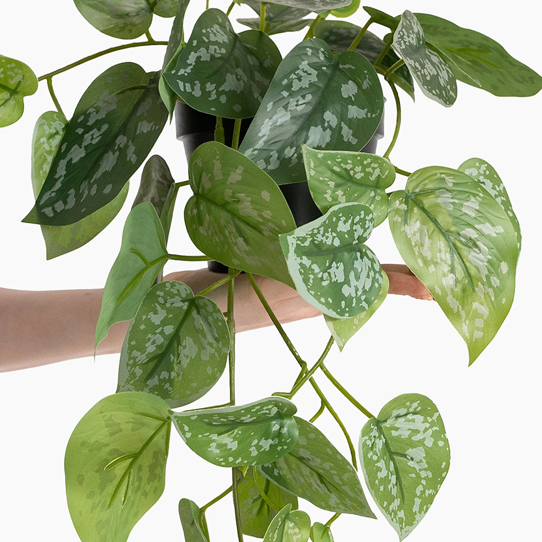 Satin pothos - Image 2
