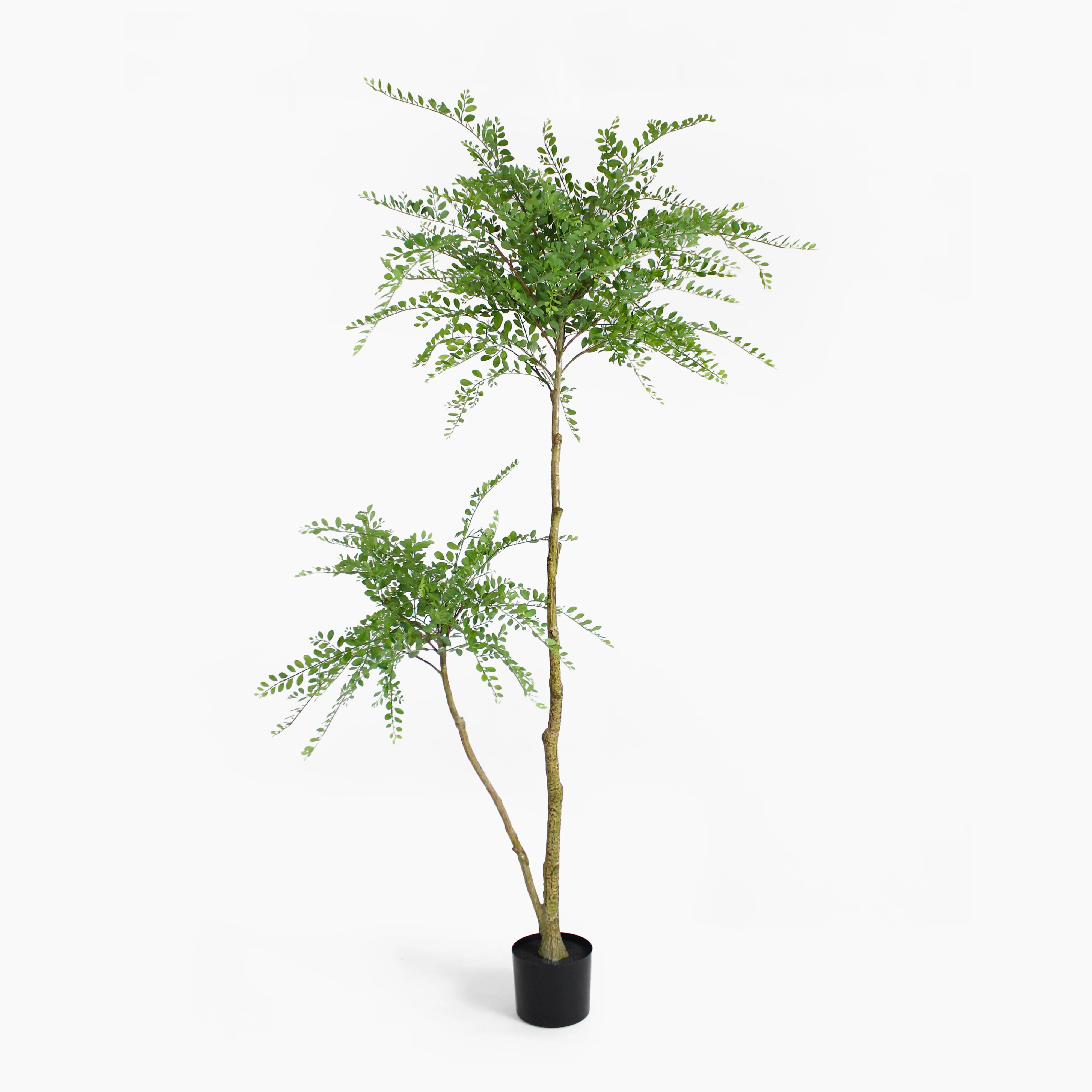Sophora tree - Image 2
