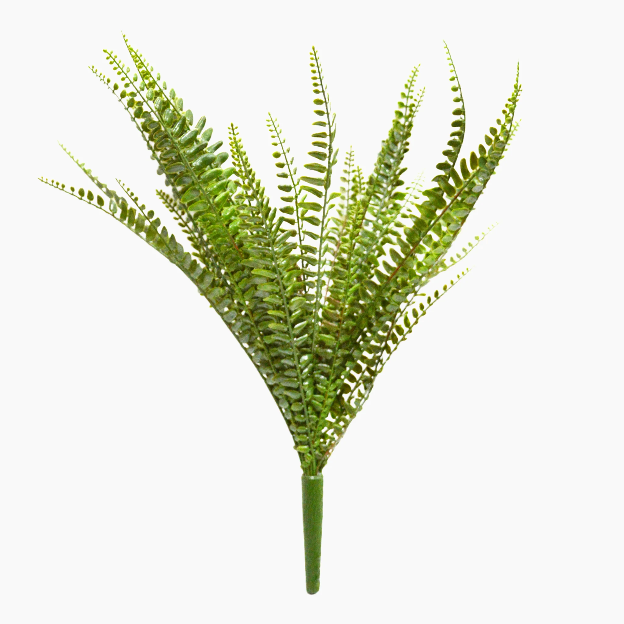 Spider fern bush