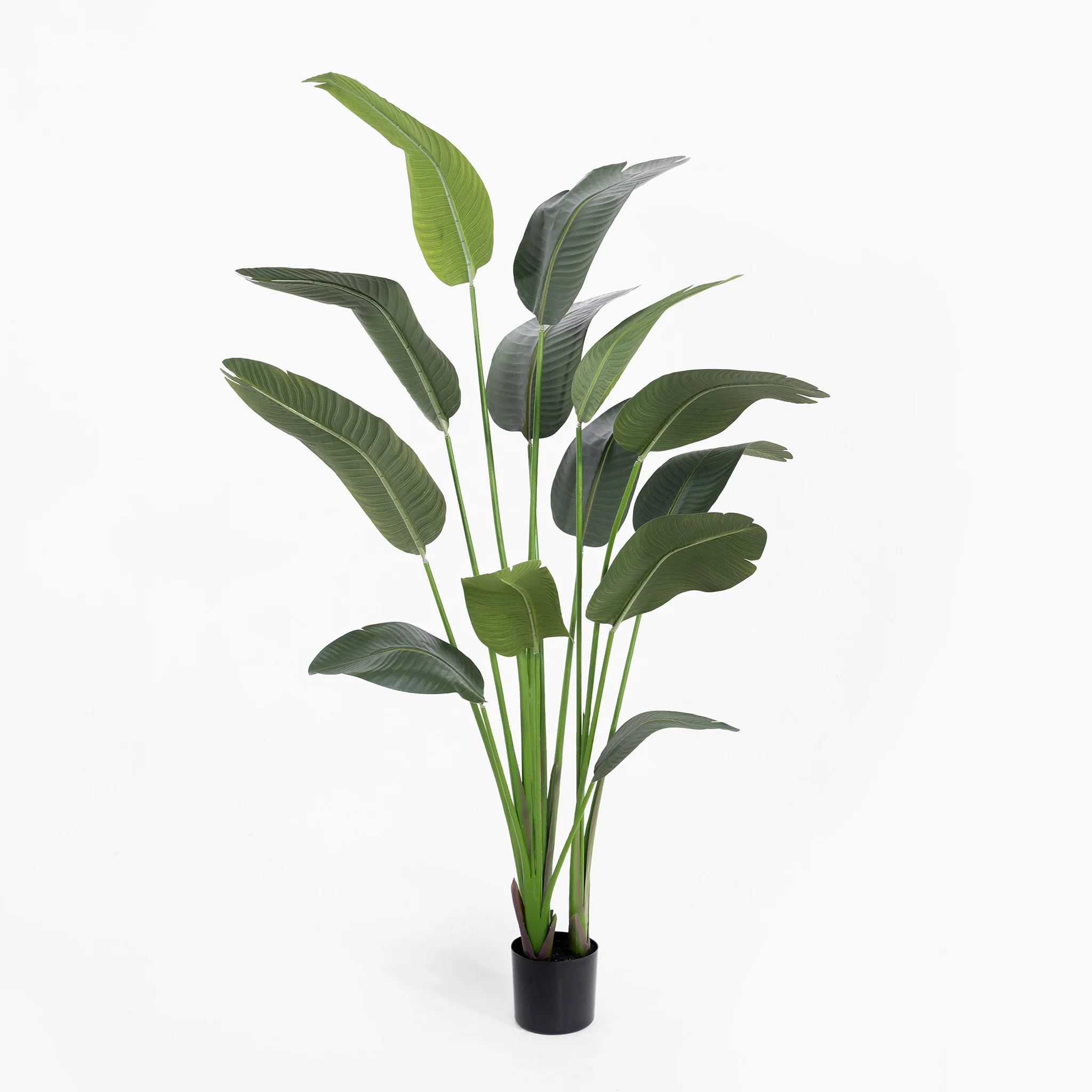 Strelitzia - Image 4