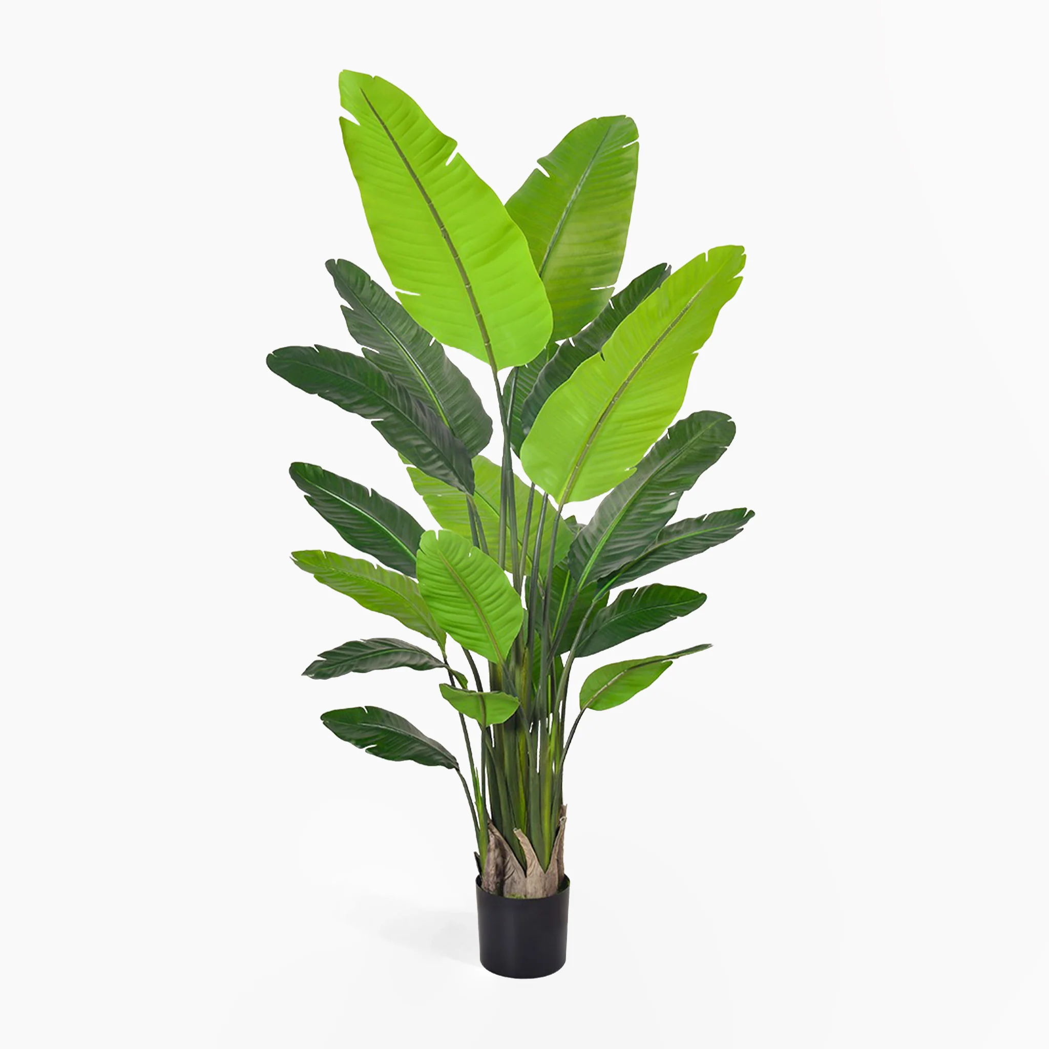 Strelitzia nicolai (faulty)