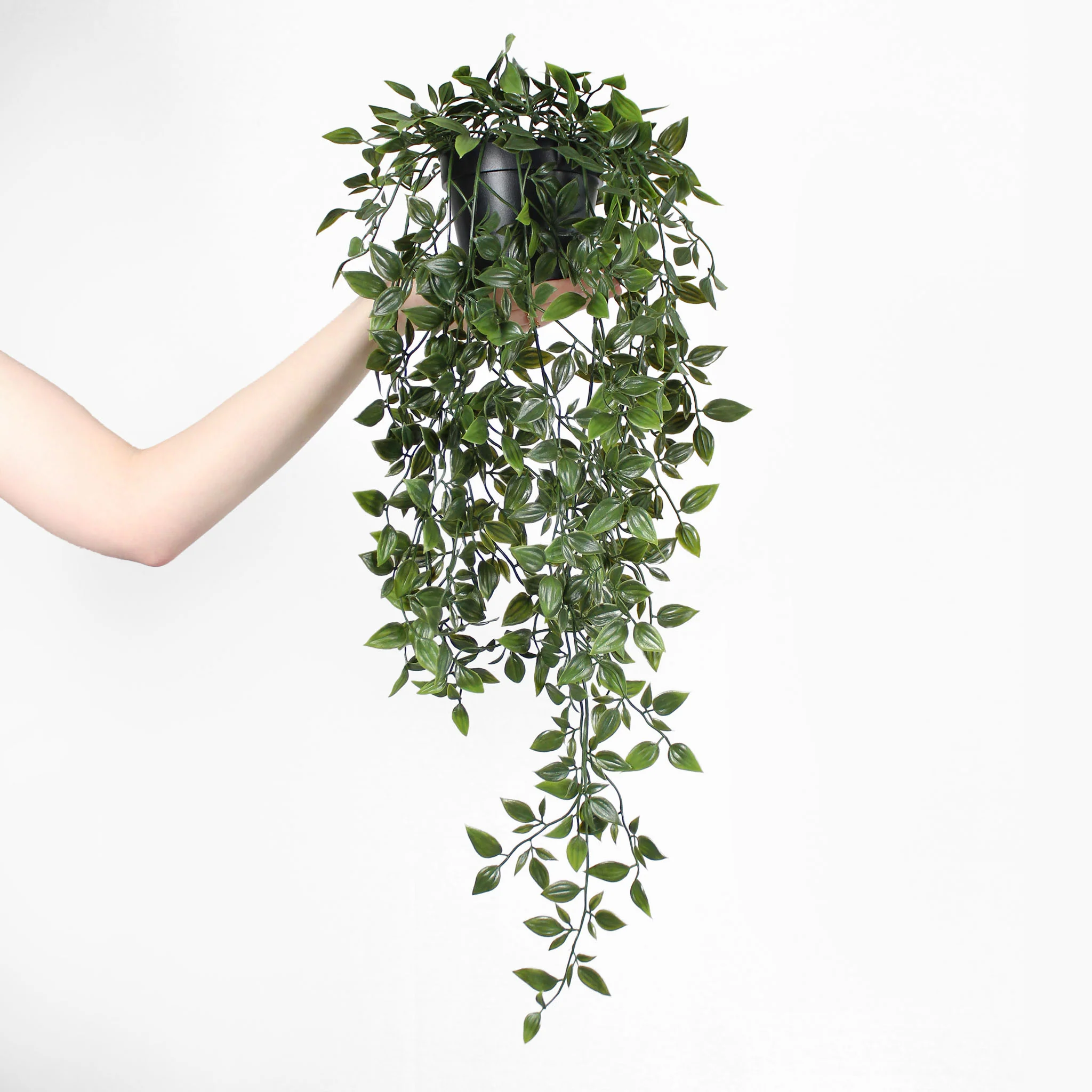 Trailing foliage - Image 2
