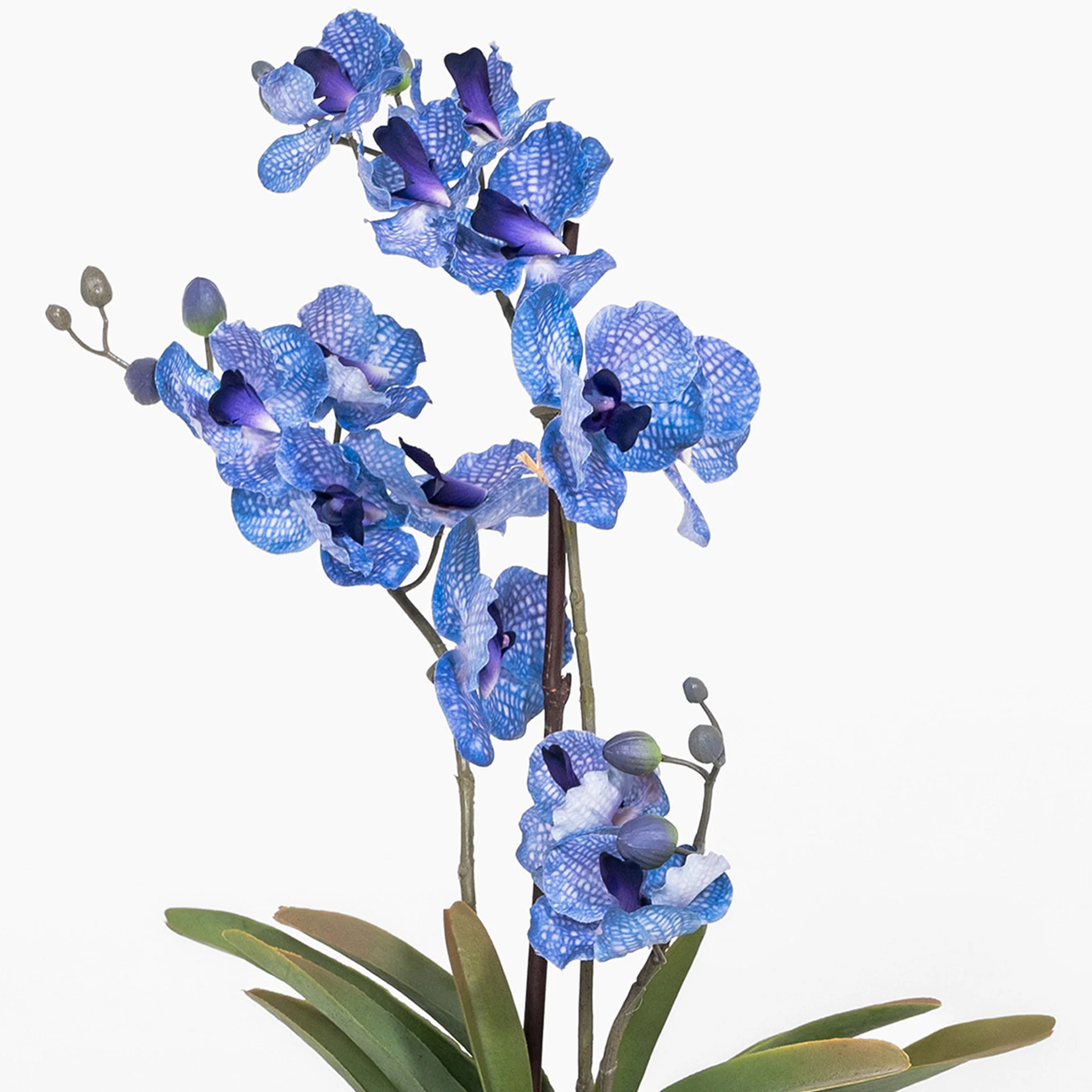 Vanda orchid - Image 8
