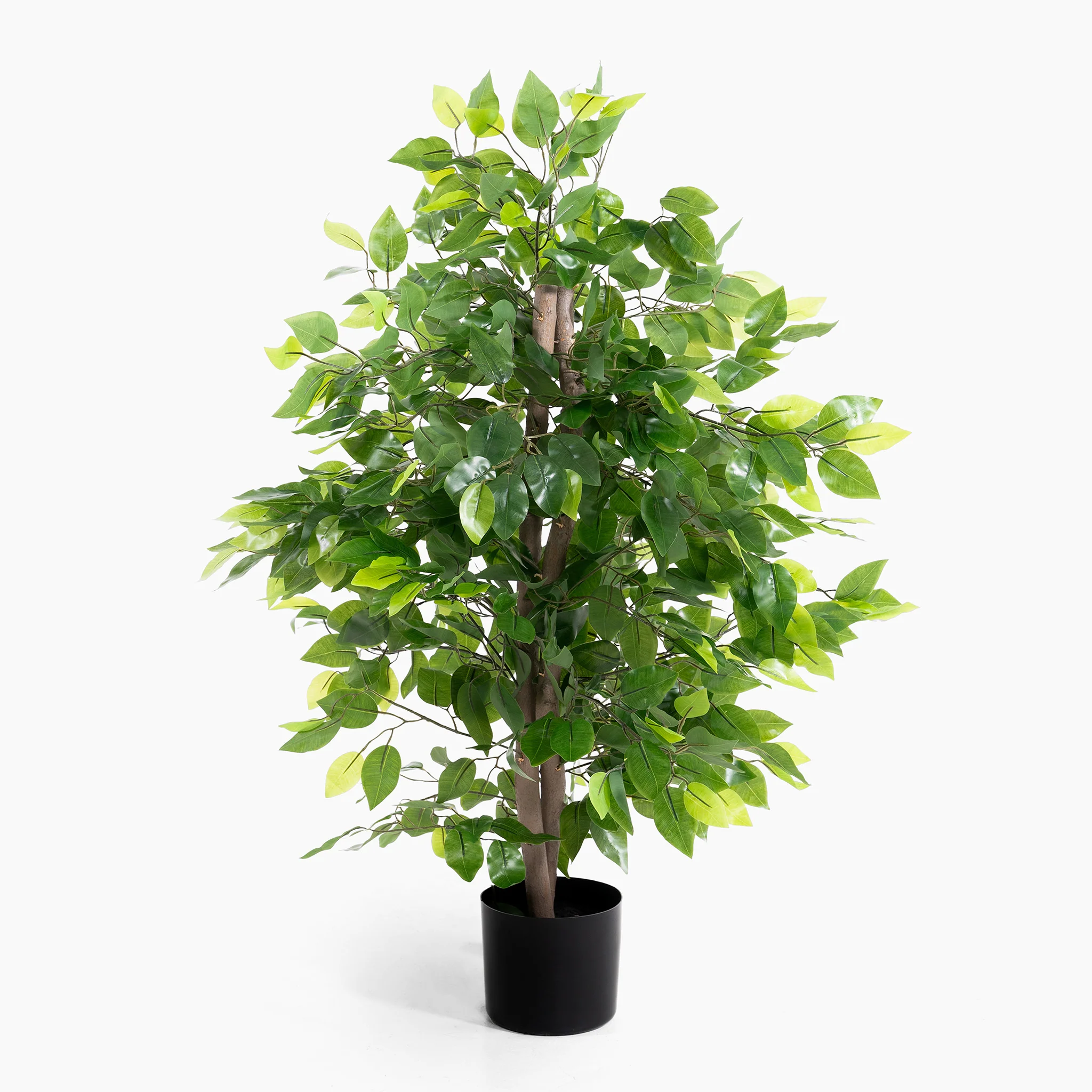 Weeping fig ficus - Image 4