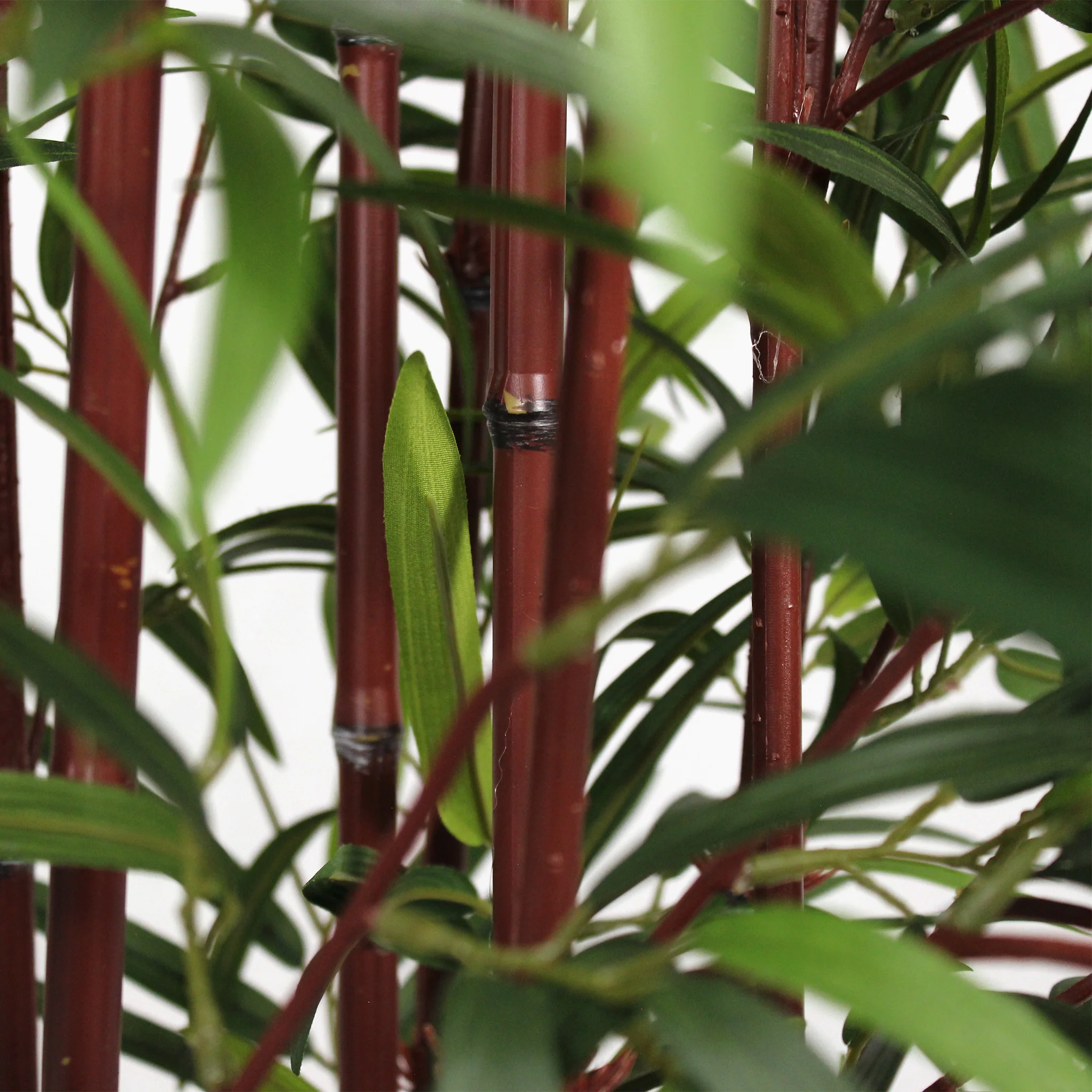 Asian wonder bamboo - Image 7