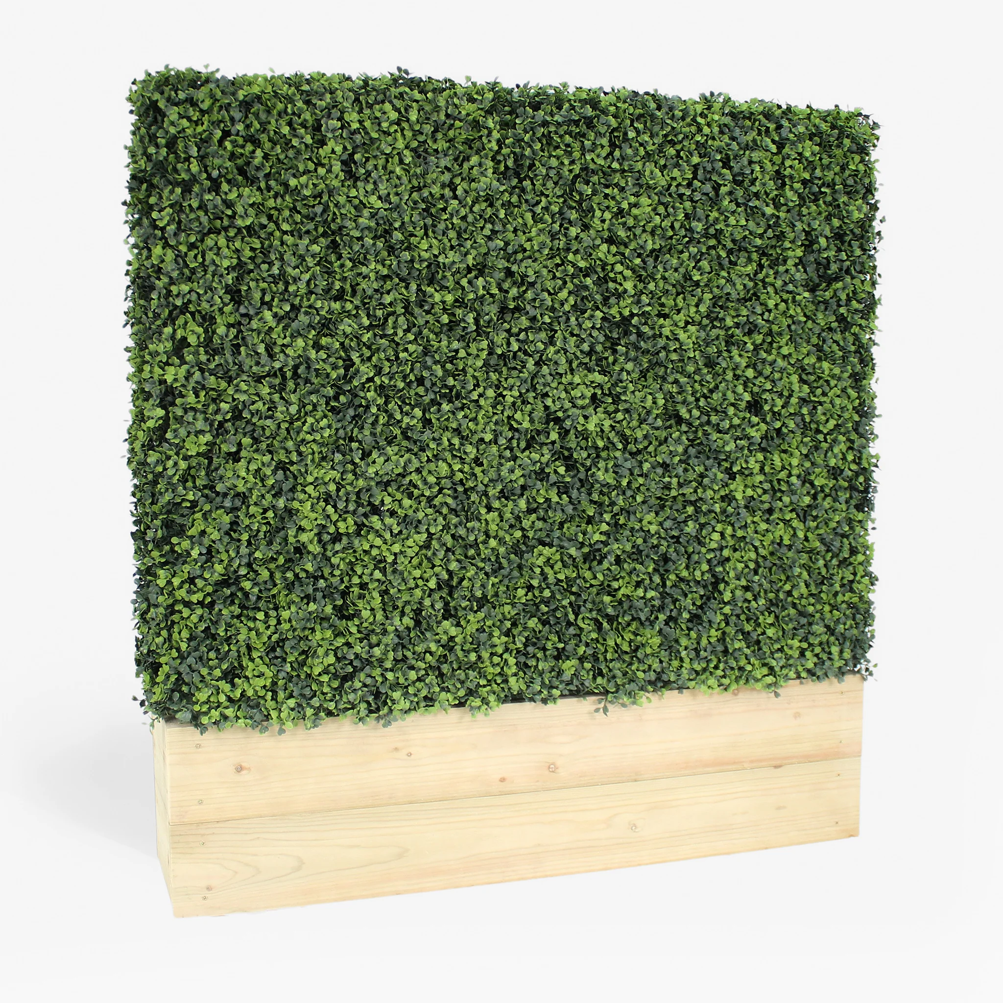 Boxwood hedge - 1m long - Image 4