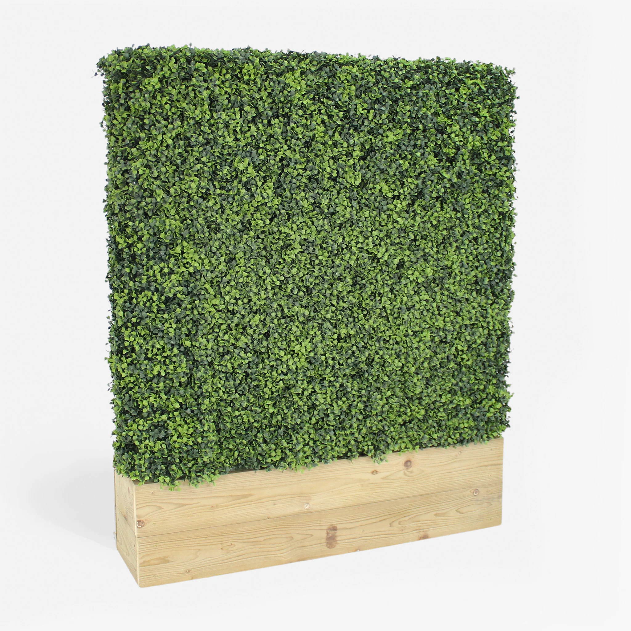 Boxwood hedge - 1m long - Image 5