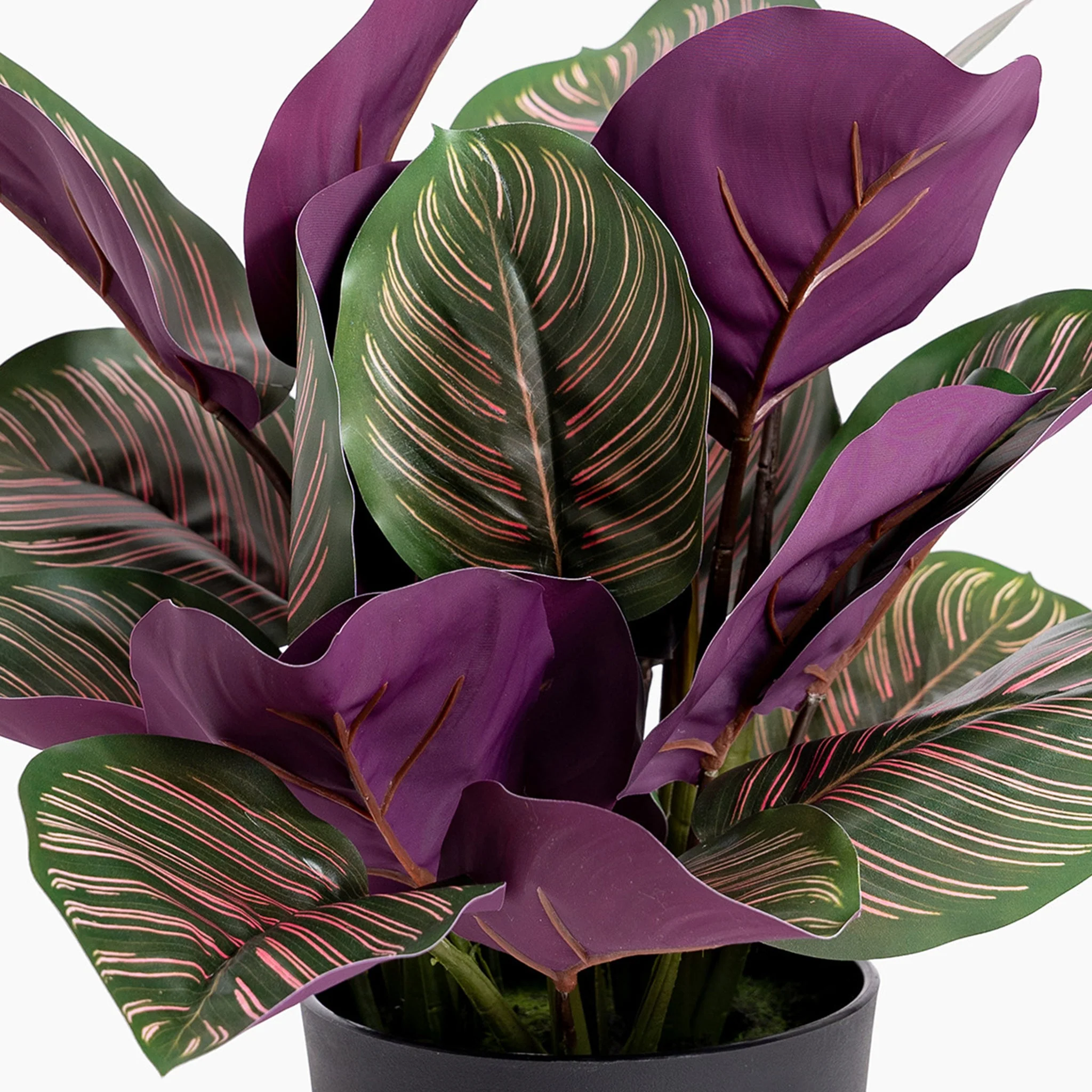 Calathea collection - Image 7