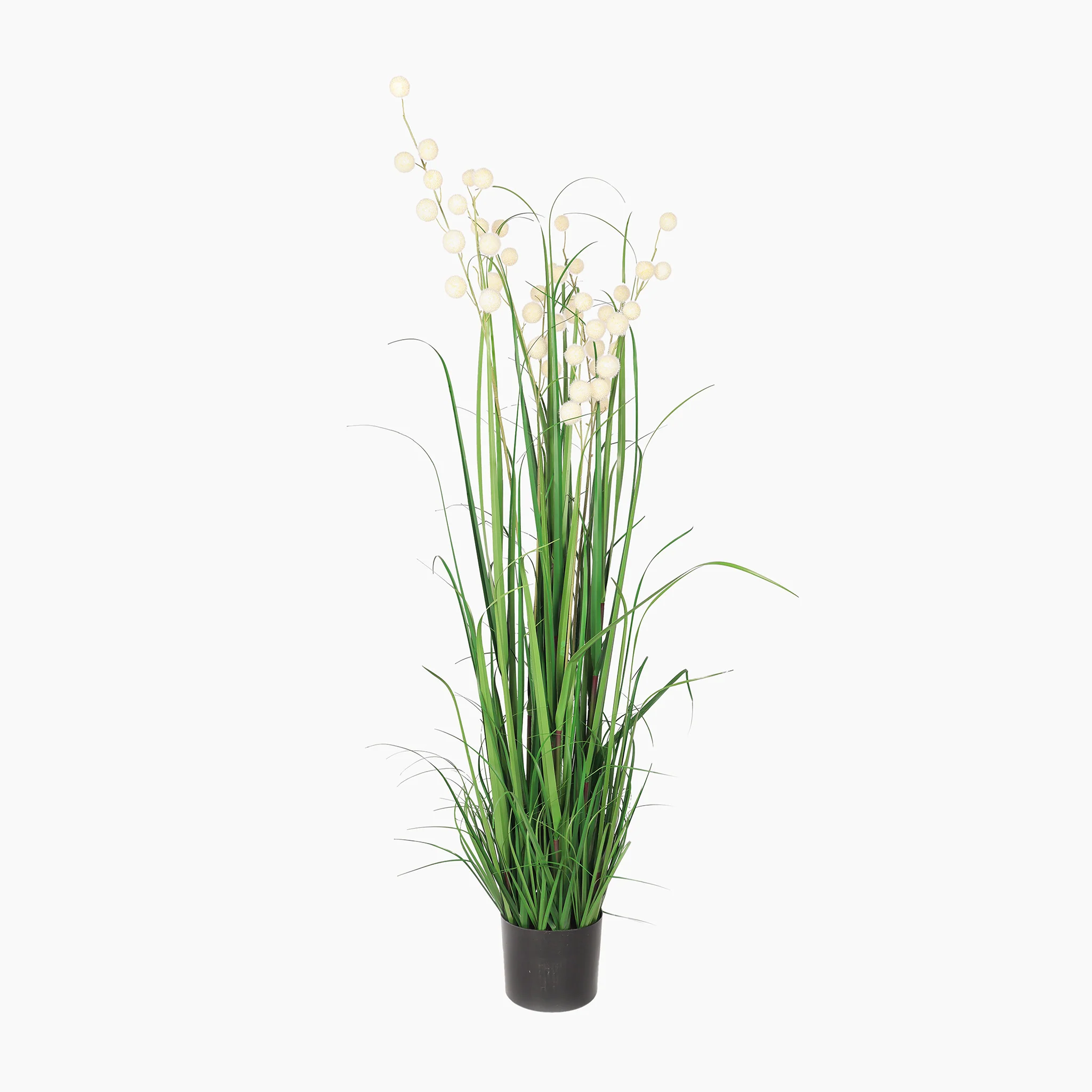Pompom grass - Image 3