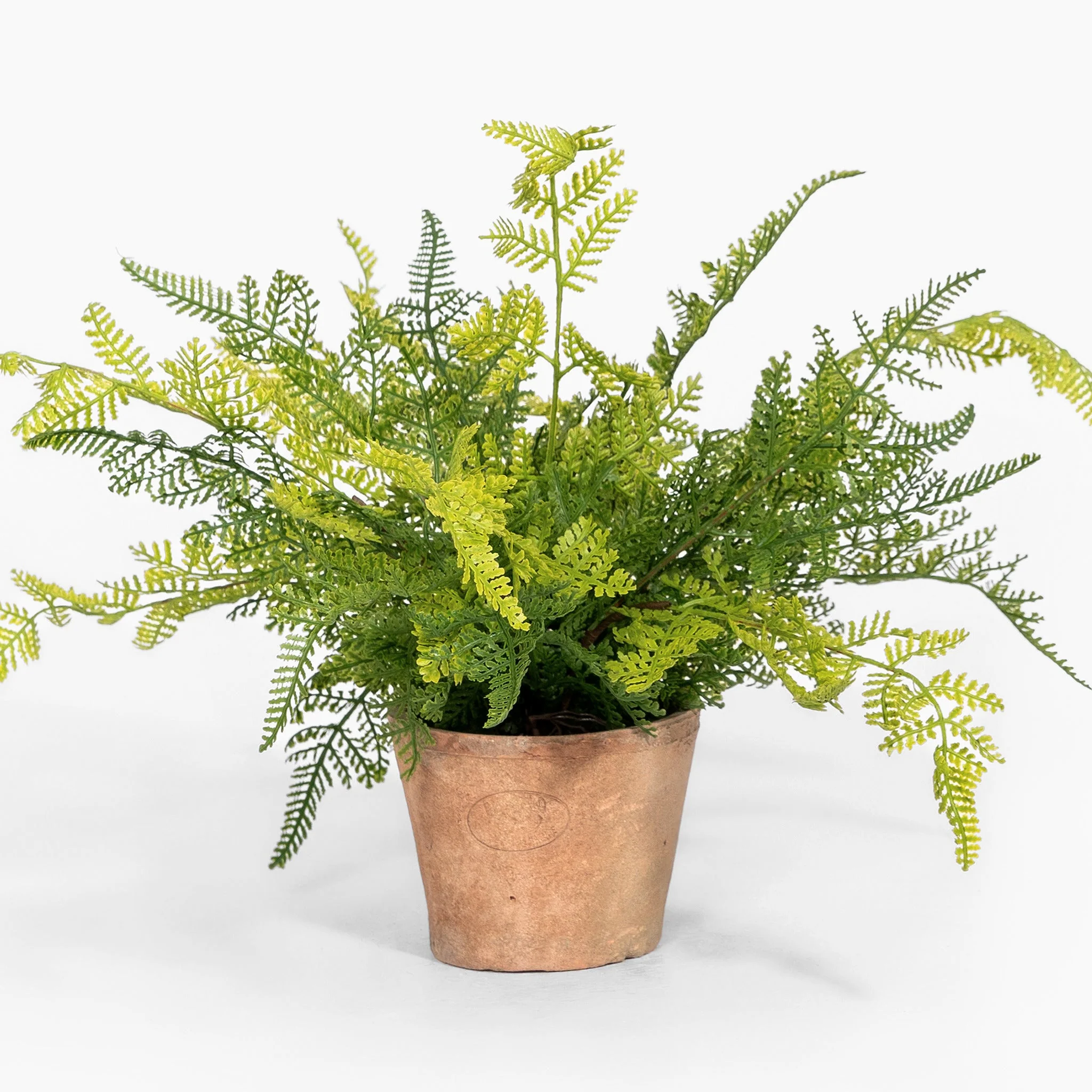 Fern friends bundle - Image 3