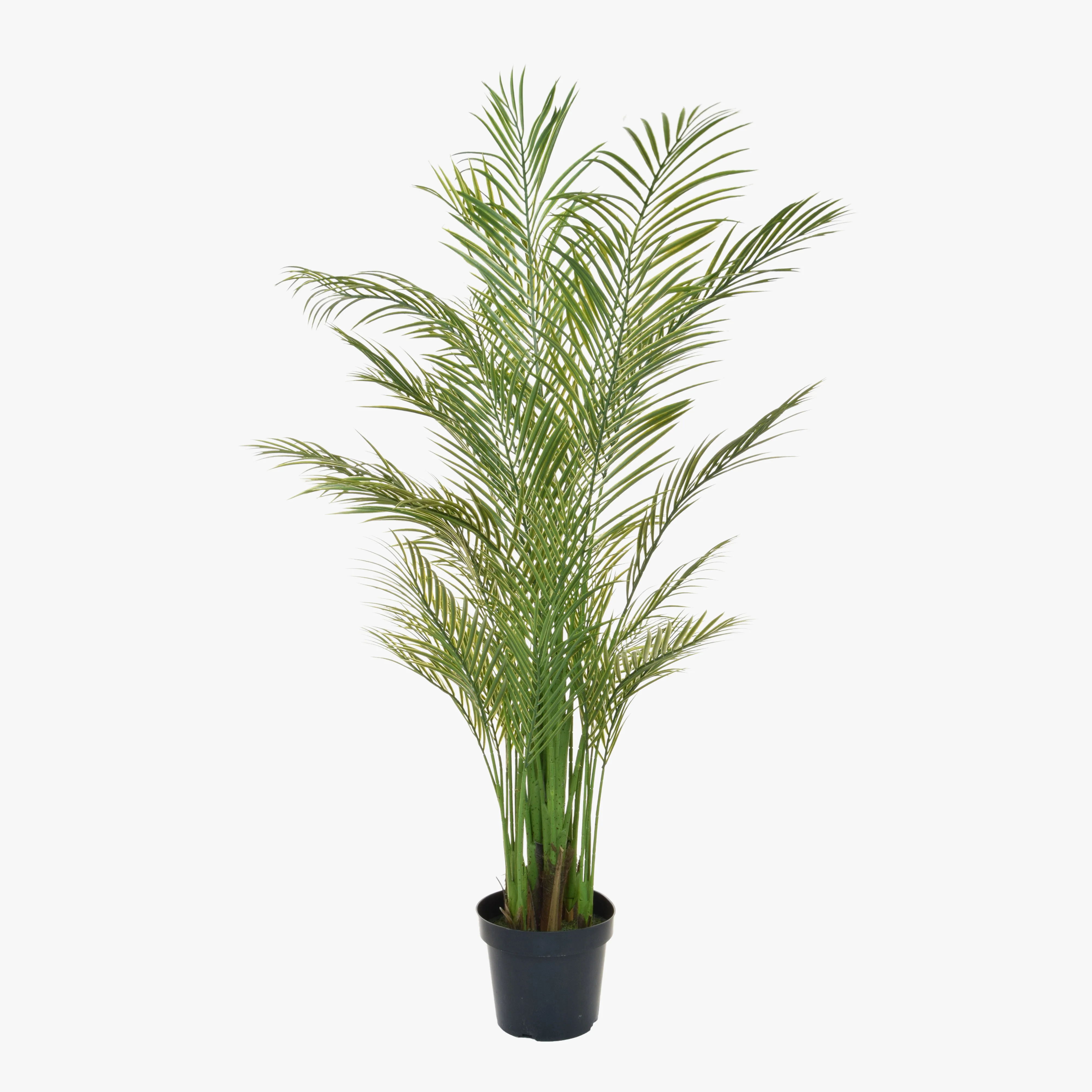 Madagascan palm