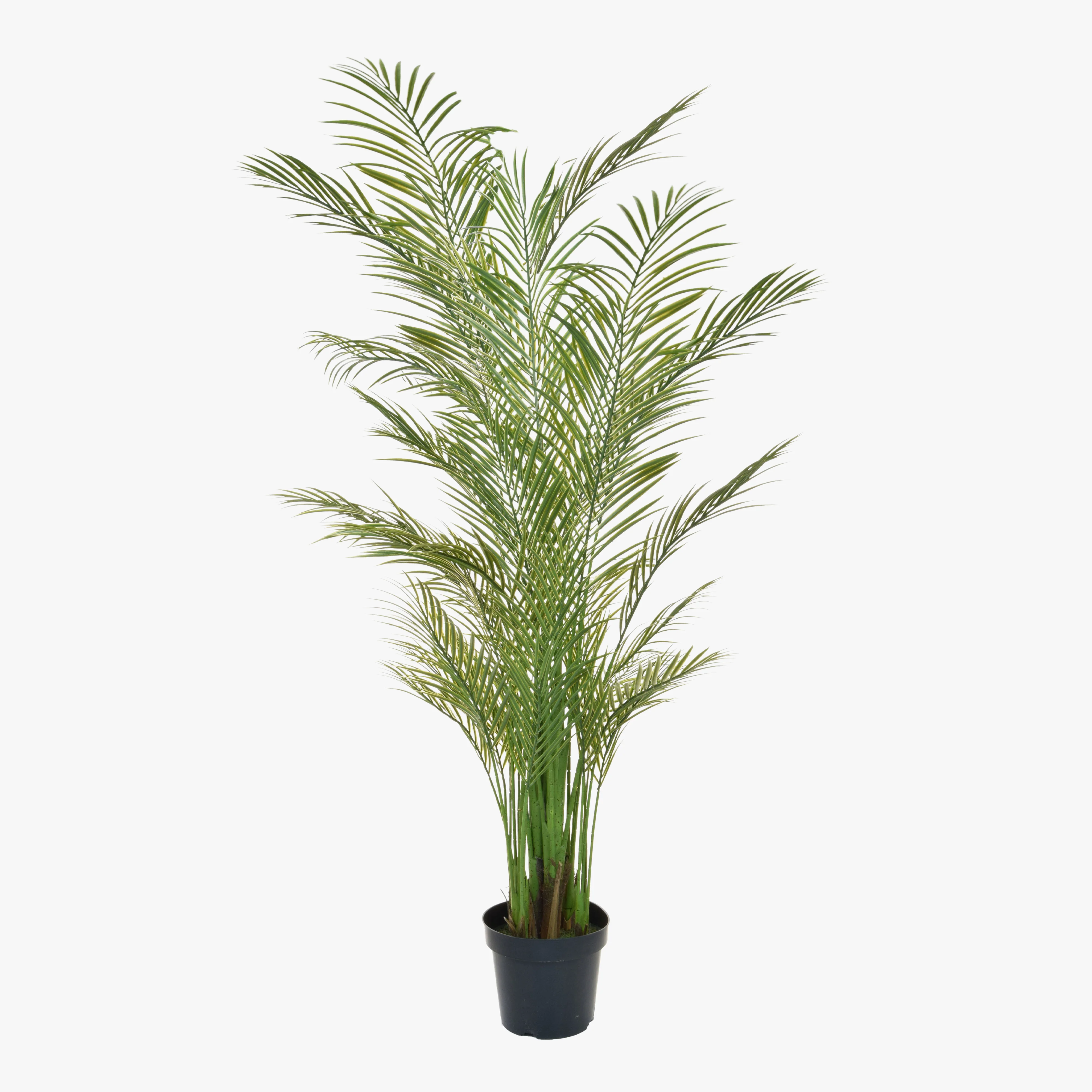 Madagascan palm - Image 2