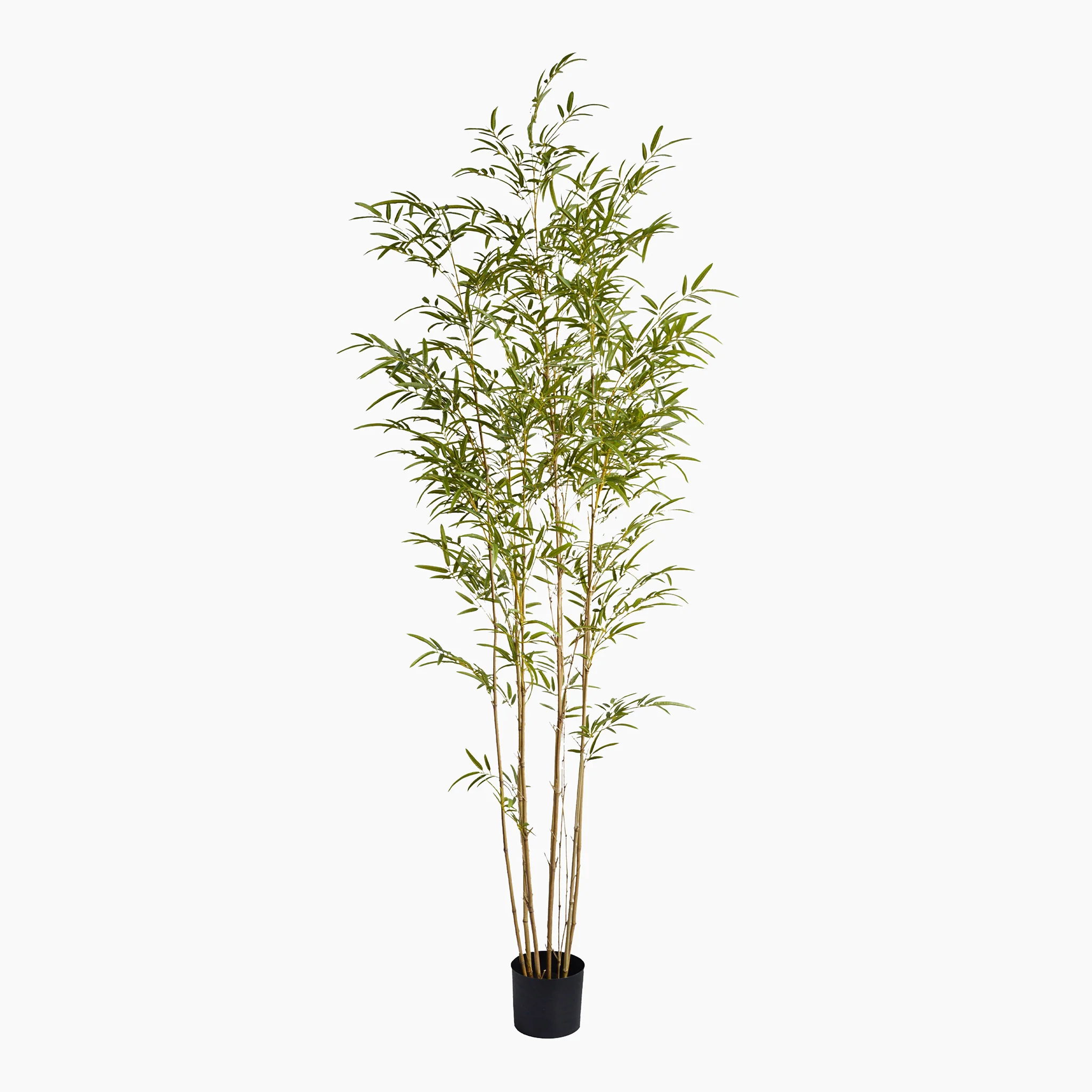 Ornamental bamboo tree - Image 3