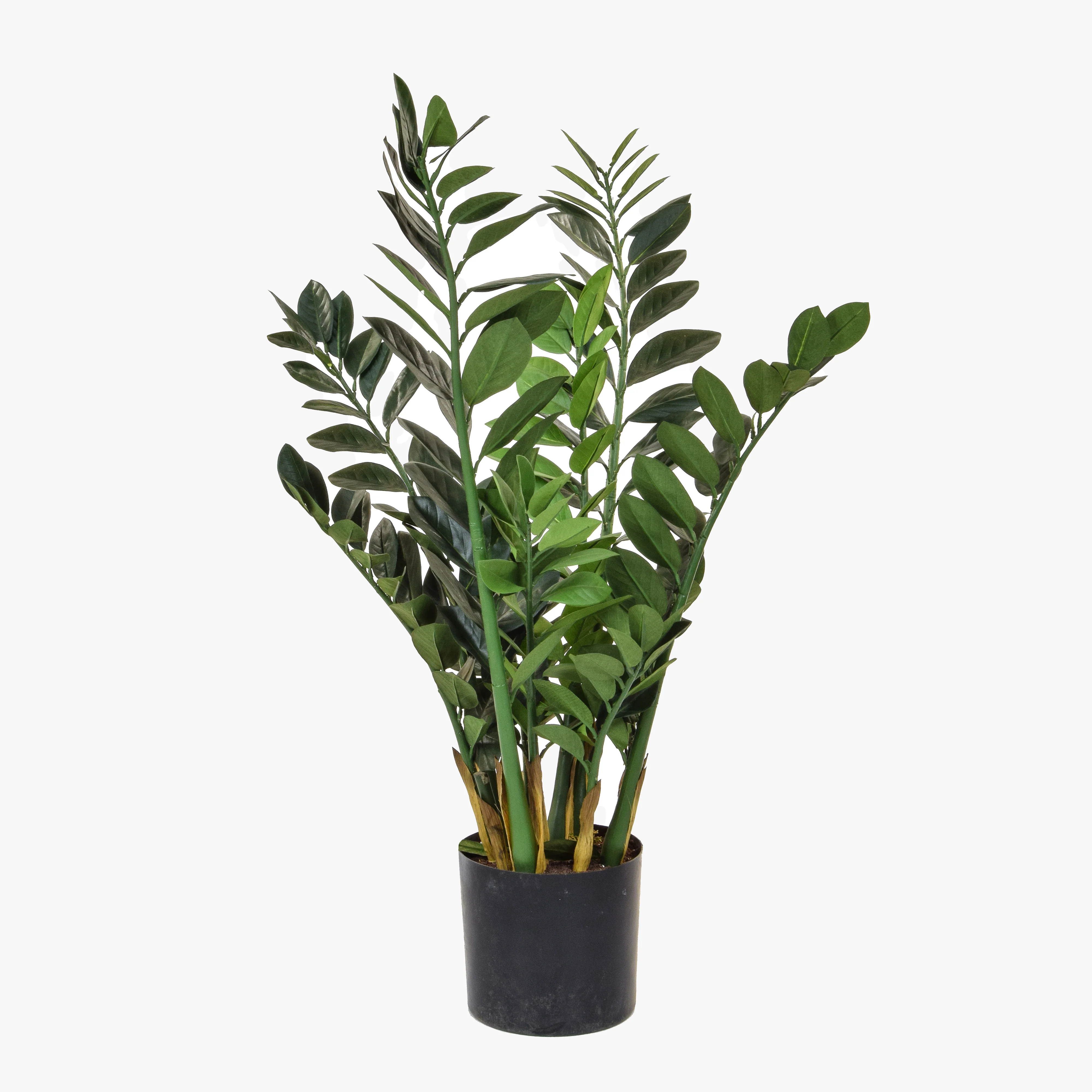 Zamioculcas zamiifolia