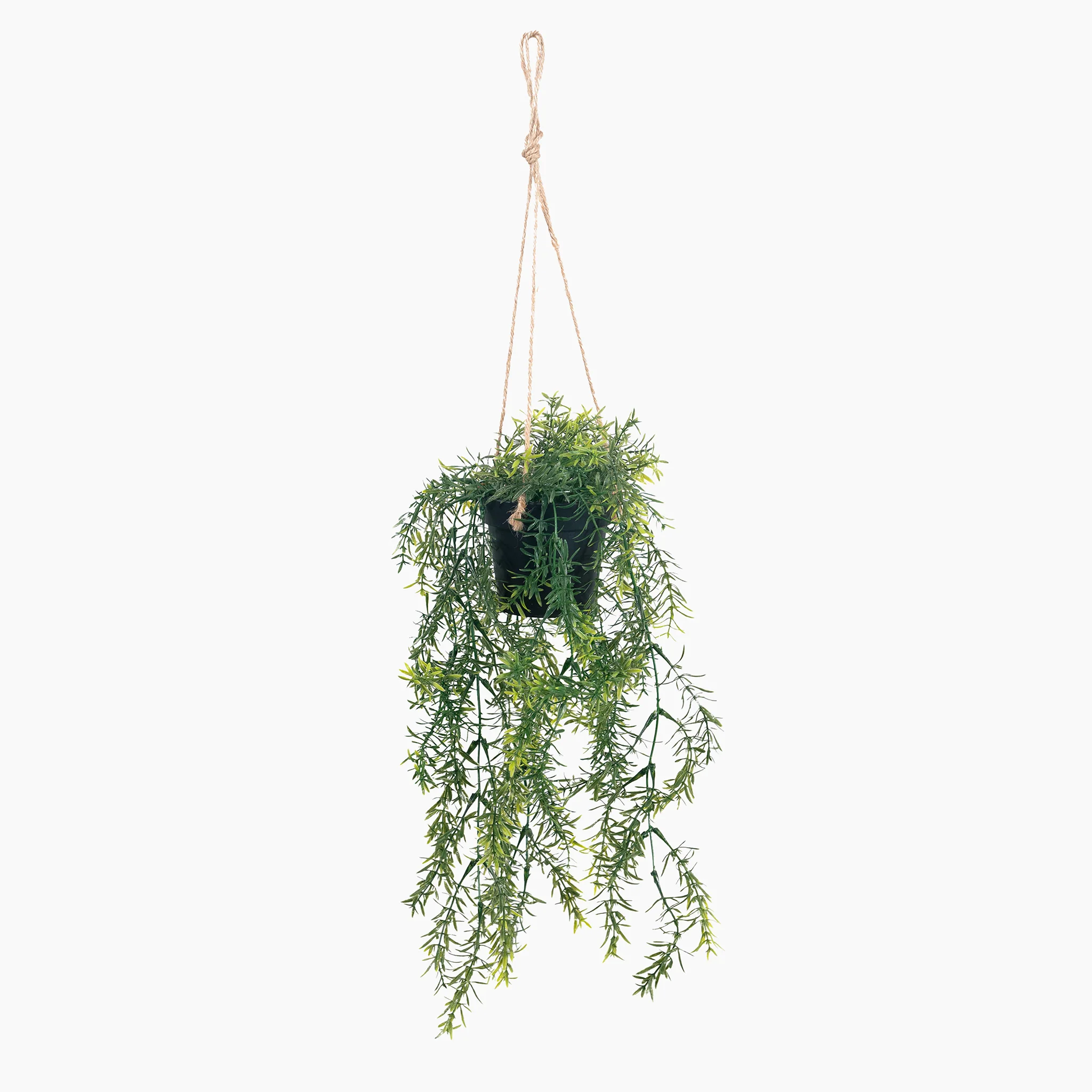 Hanging asparagus
