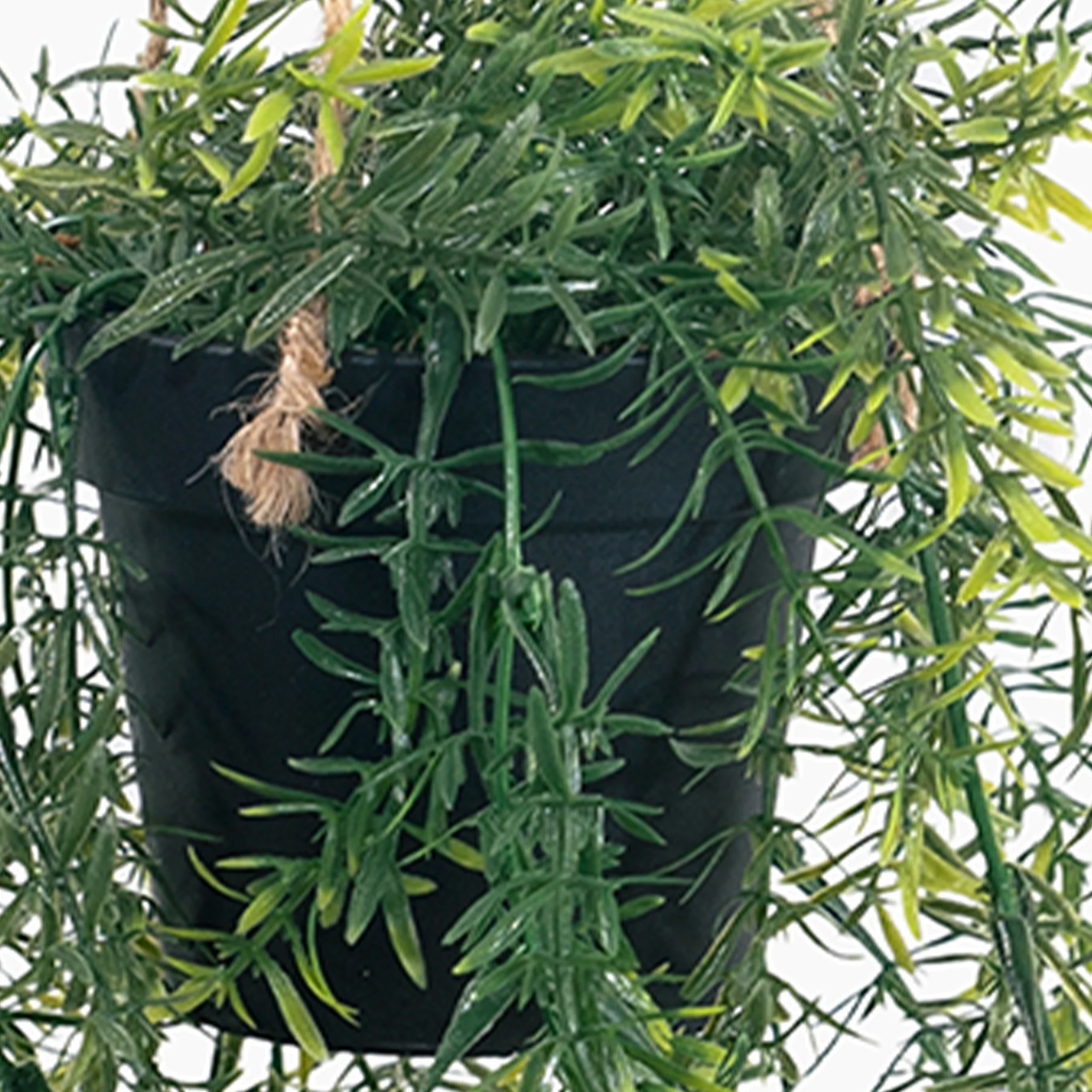 Hanging asparagus - Image 2