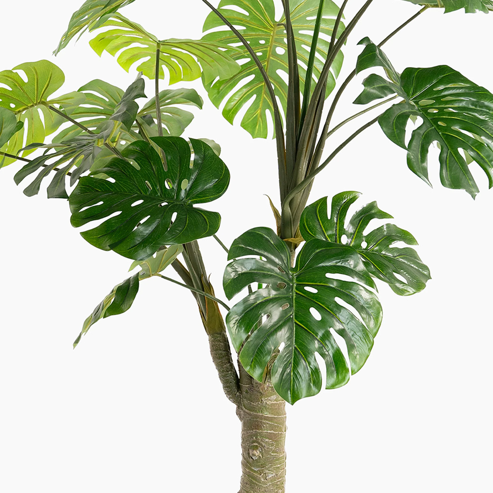 XL monstera plant - Image 3